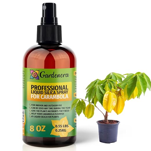 CARAMBOLA Plants