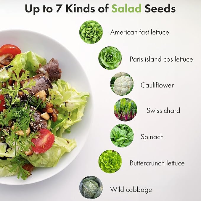 Salad