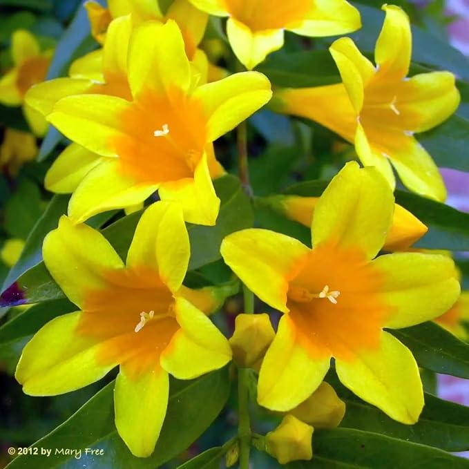 carolina-jasmine