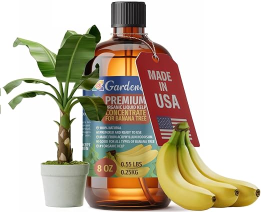 BANANA Tree