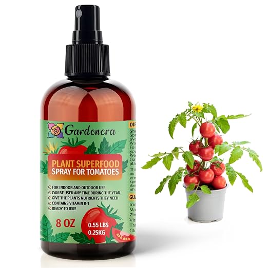 TOMATO Plants Superfood