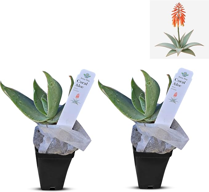 aloe-coral