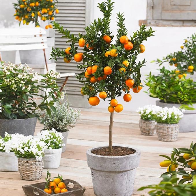 ORANGE TREE