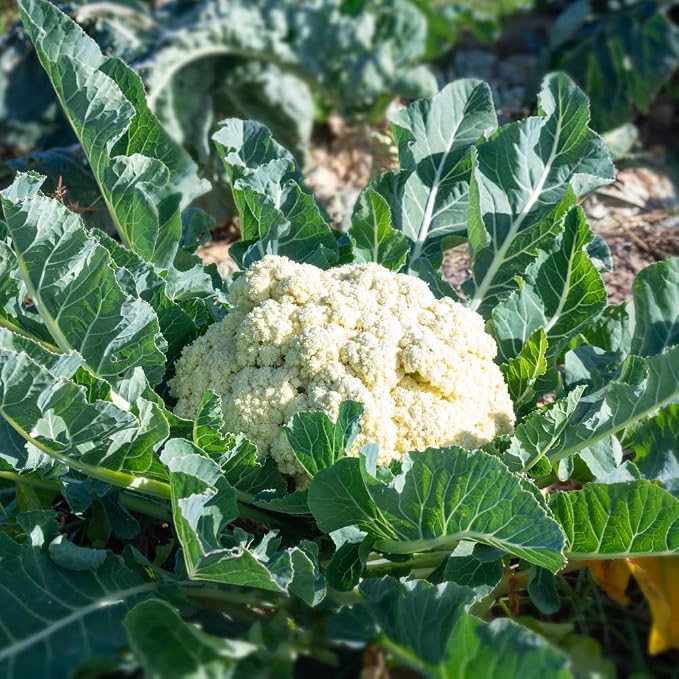 White Cauliflower