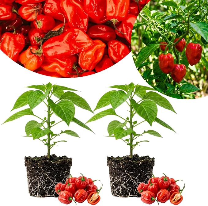 Hot Red Peppers