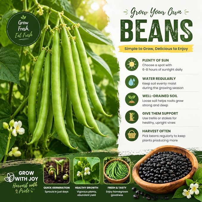 Black Bean