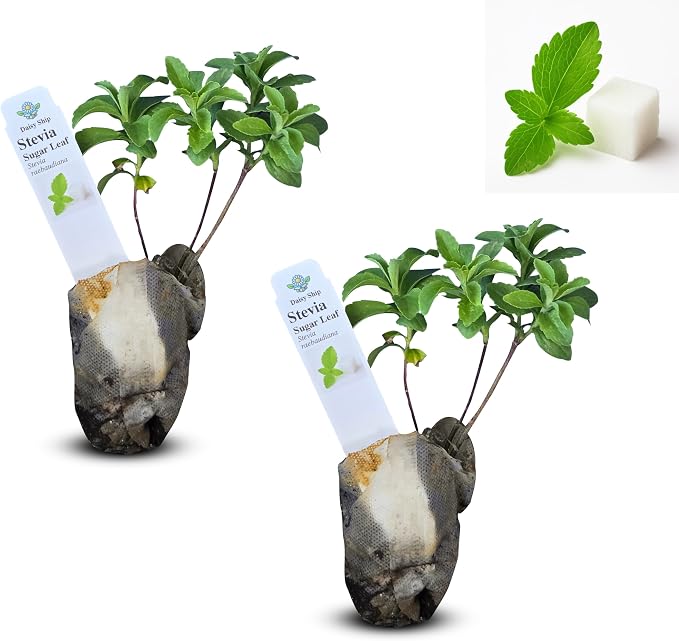 stevia