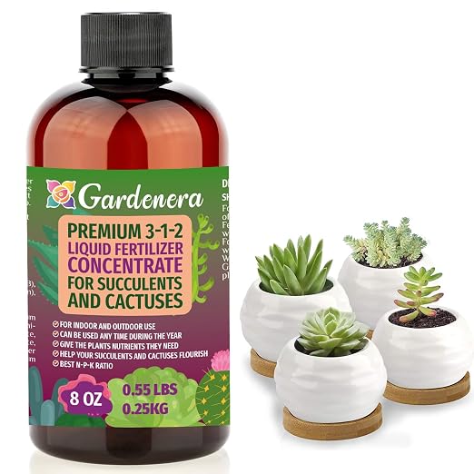 SUCCULENT & CACTUS