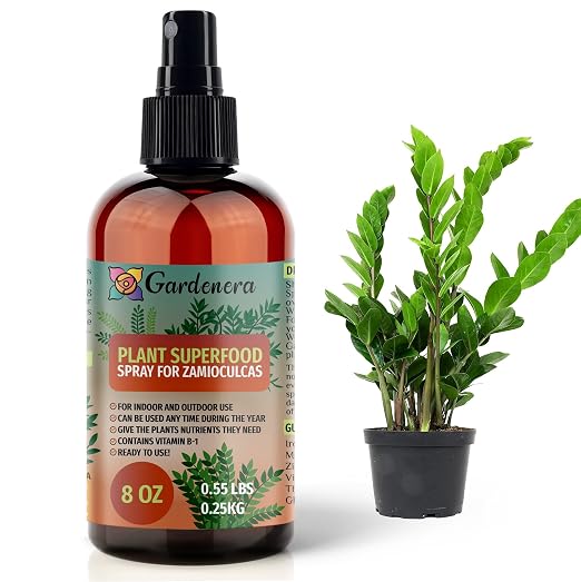 ZAMIOCULCAS Plants Superfood