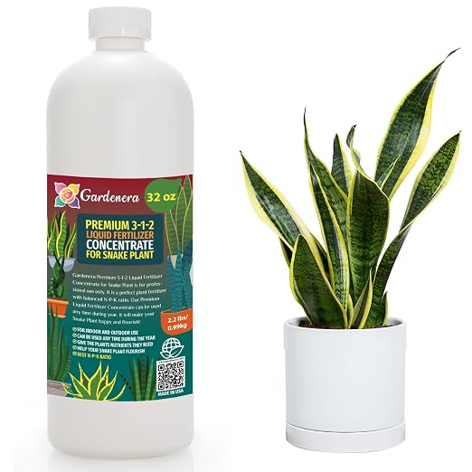 SNAKE PLANT