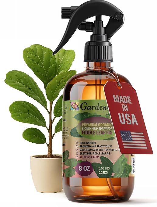 FIDDLE LEAF FIG