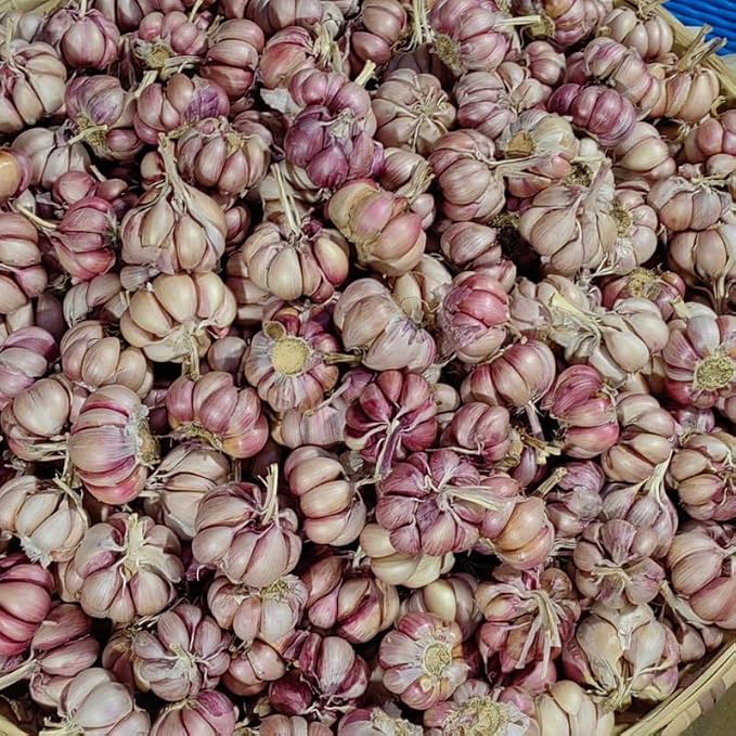 Large Garlic