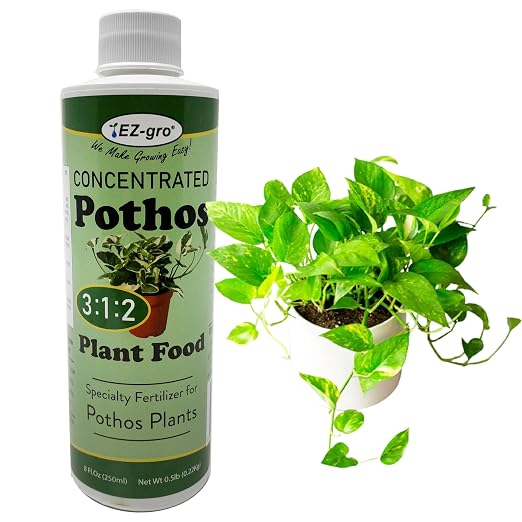 Pothos