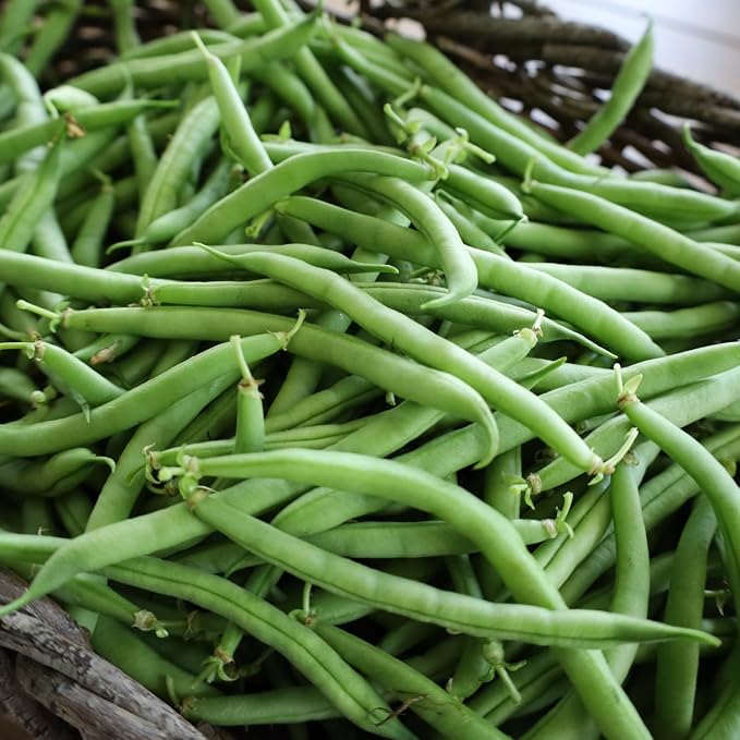 Bush Bean