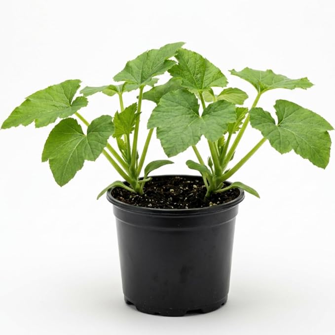 Green Squash