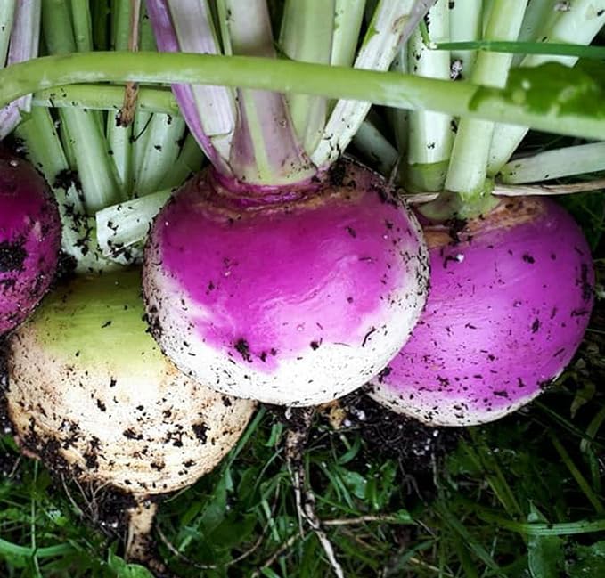 Purple Top Turnips - 100 Seeds