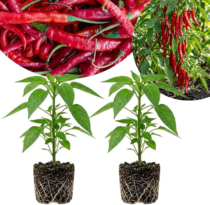 Long Thin Hot Red Peppers
