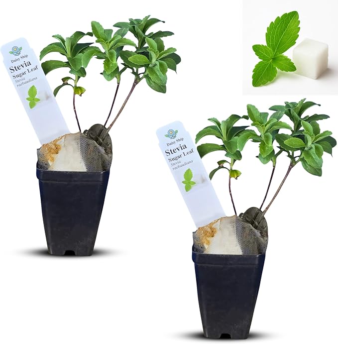 stevia