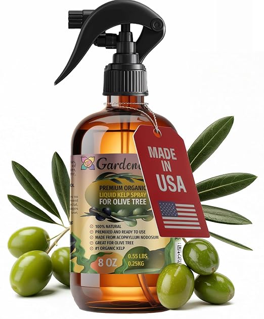 OLIVE TREE