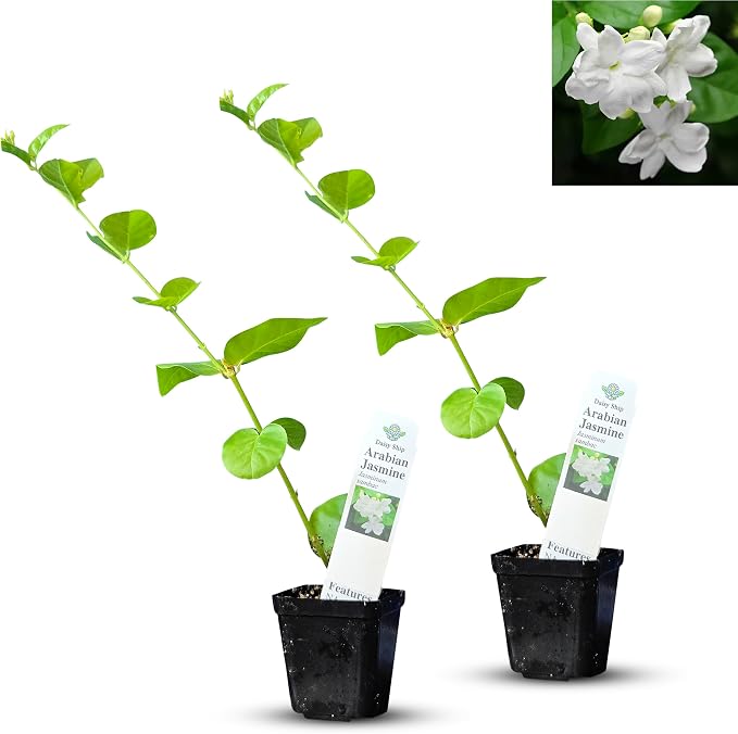arab-jasmine