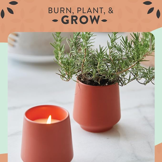 2-Pack Rosemary & Cucumber