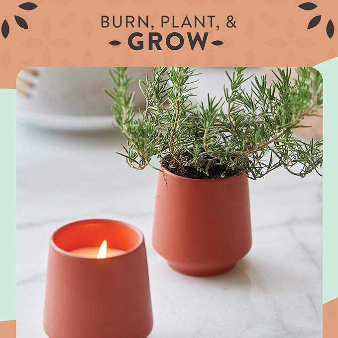 1-Pack Rosemary & Cucumber