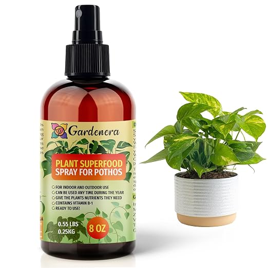 POTHOS Plants Superfood