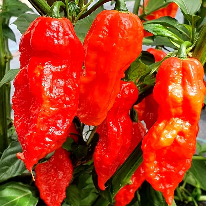 Bhut Jolokia Chile Ghost Pepper