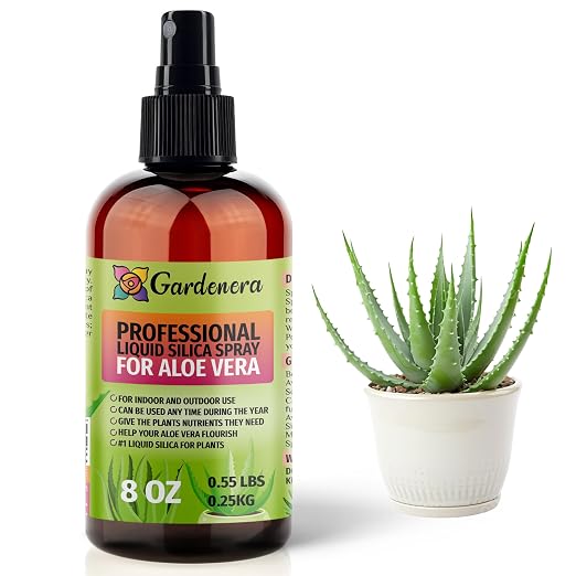 ALOE VERA Plants