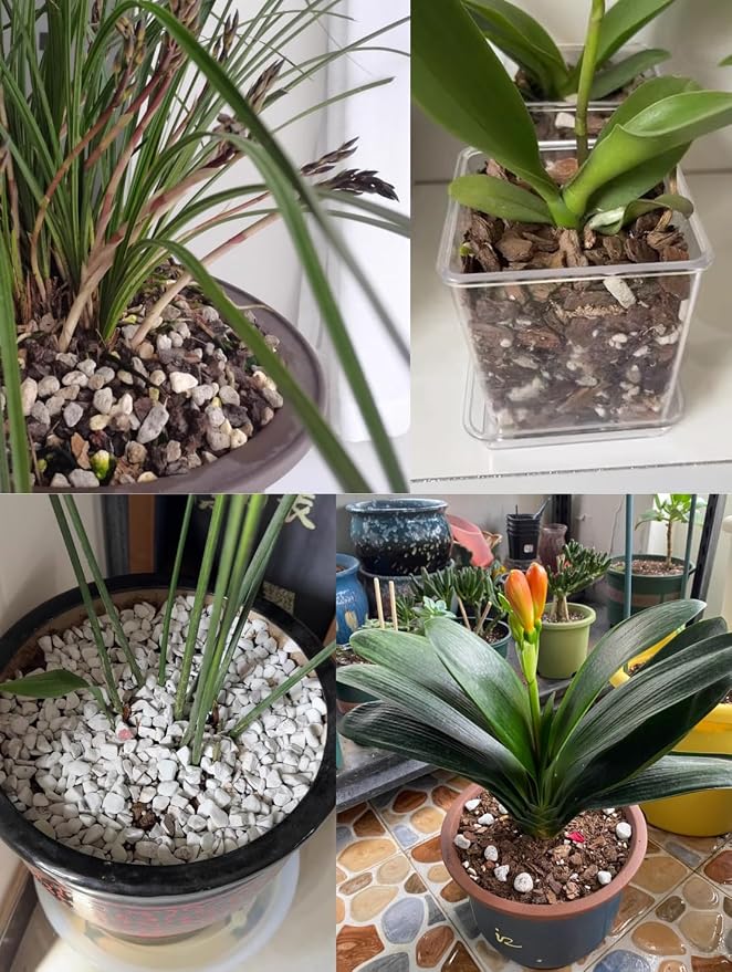 Large Perlite