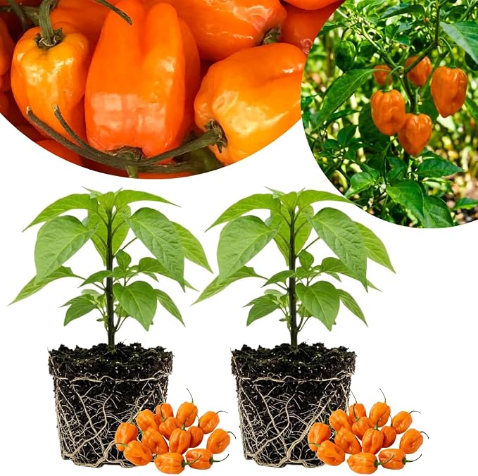 Hot Orange Peppers