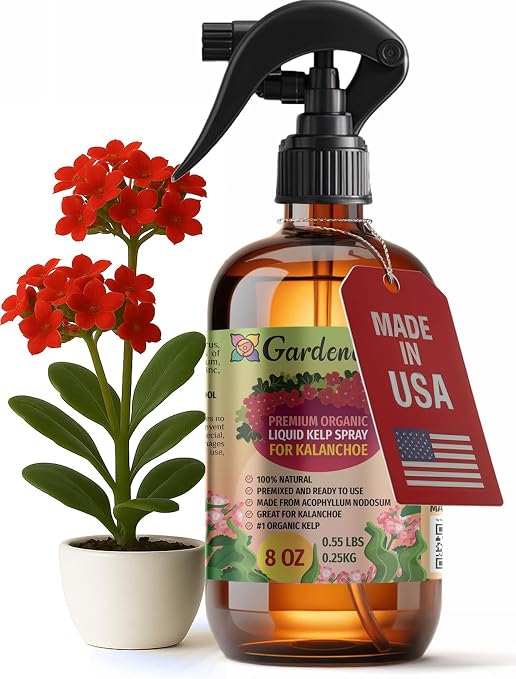 KALANCHOE