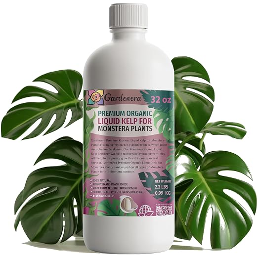 Monstera Plants