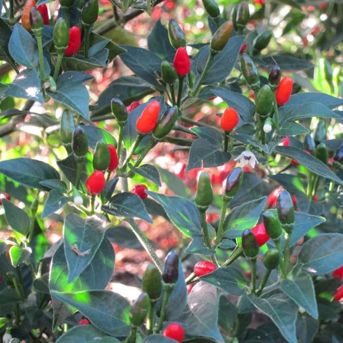 Chiltepin Tepin Bird Pepper