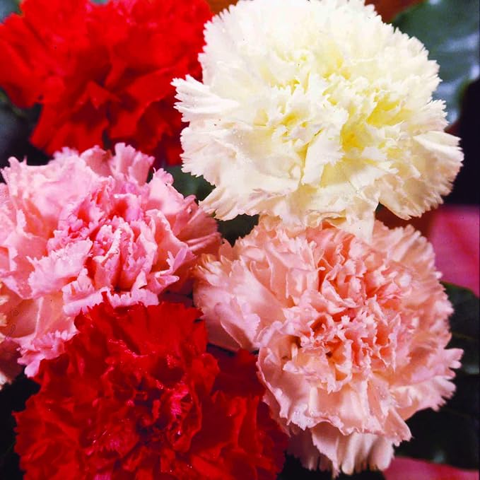 Carnation Chabaud Giant Mixed Colors Seed Bundle- 10 Pack