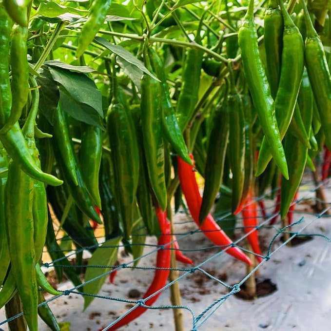 Long Thin Red Pepper