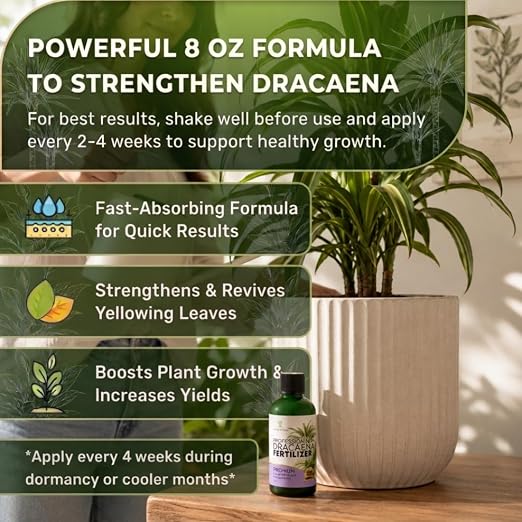 Dracaena