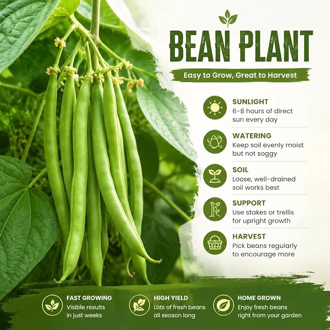 Bush Bean