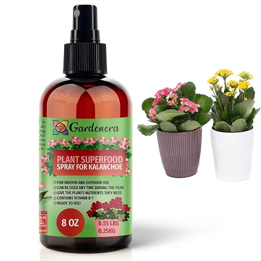 KALANCHOE Plants Superfood