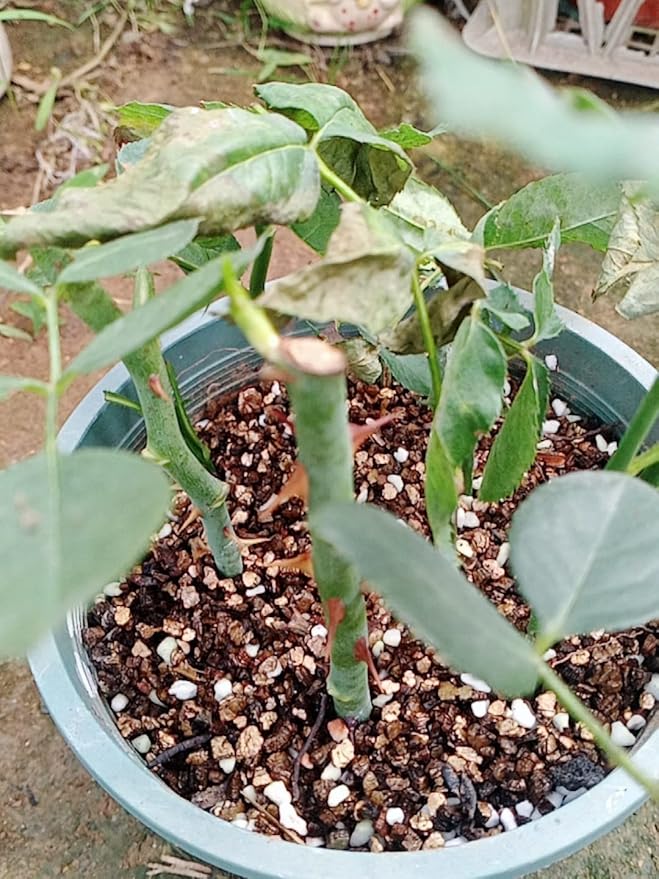 Medium Vermiculite