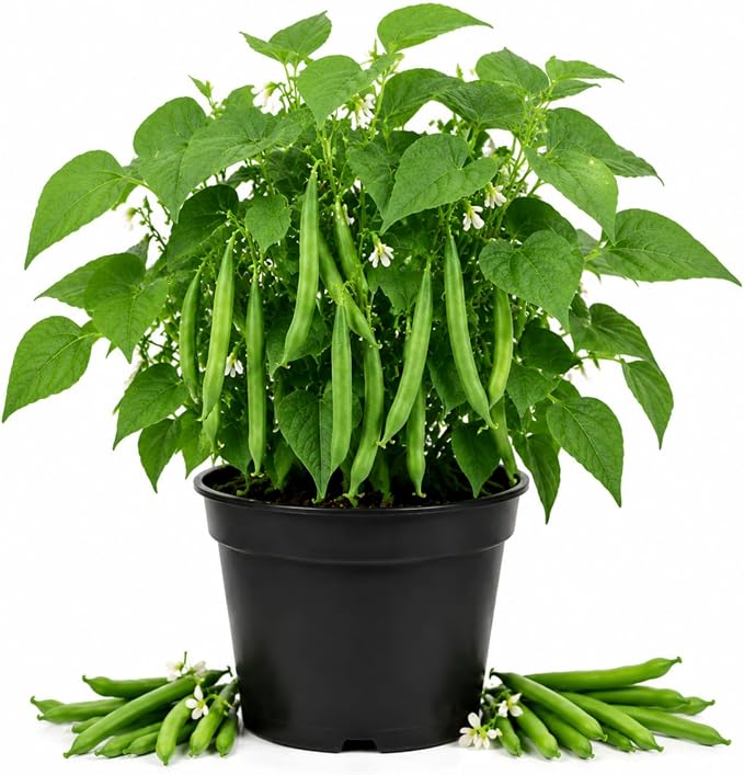Bush Bean