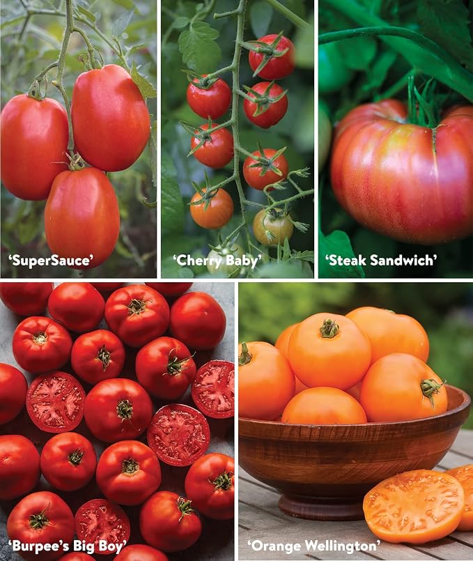 Best 10 Tomato Collection
