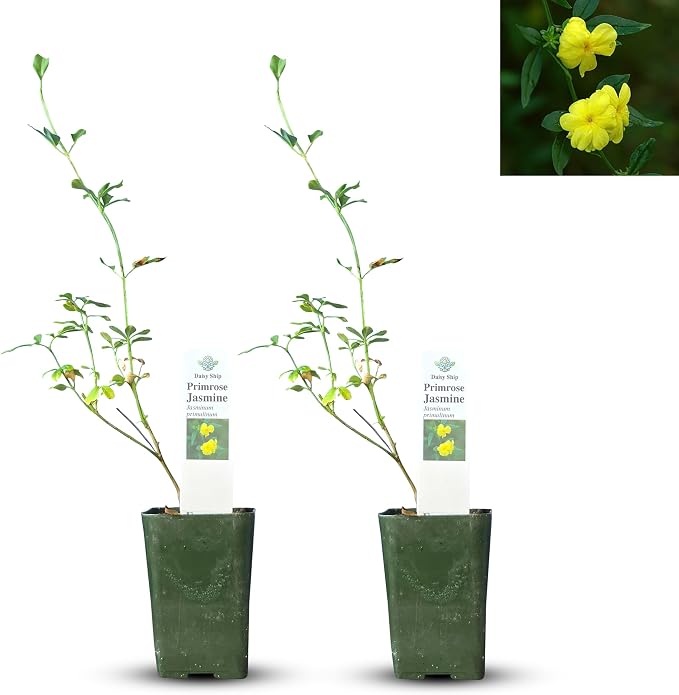 primrose-jasmine