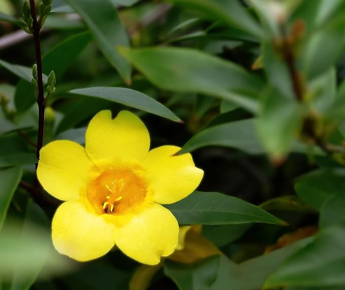 carolina-jasmine