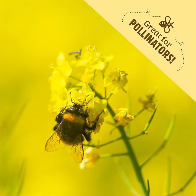 Yellow Mustard