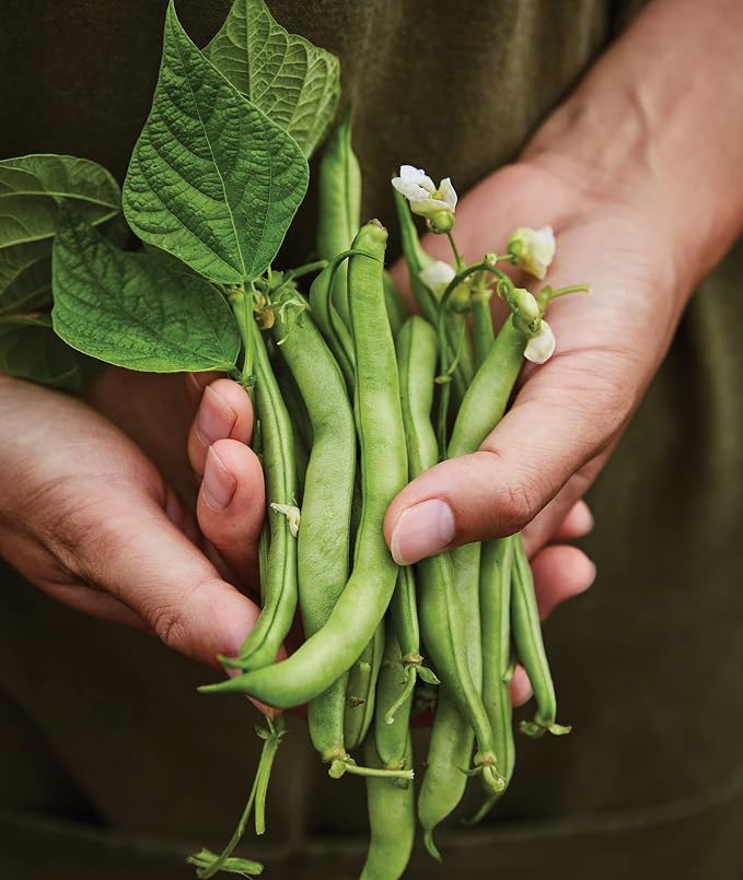 Stringless Green Pod