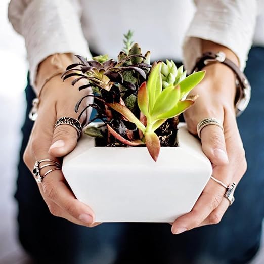 Succulent