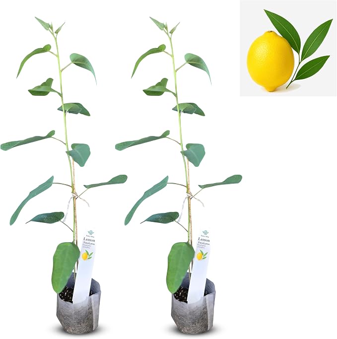 eucal-lemon