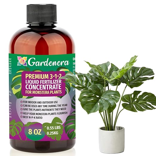 MONSTERA