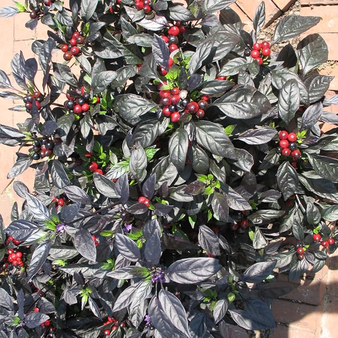 Black Hot Pepper